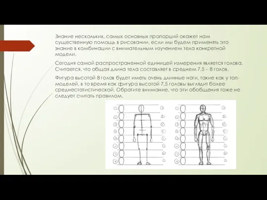 Знание нескольких, самых основных пропорций окажет нам существенную помощь в рисовании, если