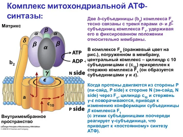 Две b-субъединицы (b2) комплекса Fo тесно связаны с тремя парами α- и