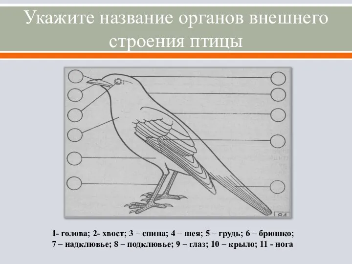 Укажите название органов внешнего строения птицы 1- голова; 2- хвост; 3 –