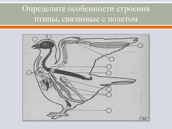 Определите особенности строения птицы, связанные с полетом