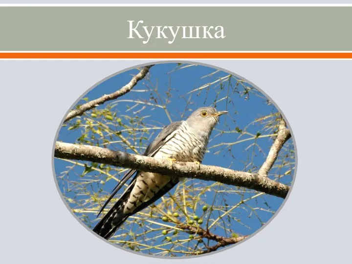 Кукушка