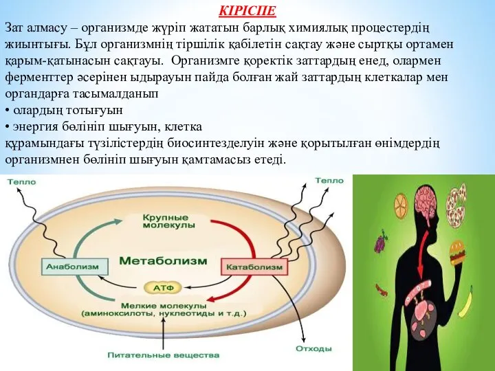 КІРІСПЕ Зат алмасу – организмде жүріп жататын барлық химиялық процестердің жиынтығы. Бұл