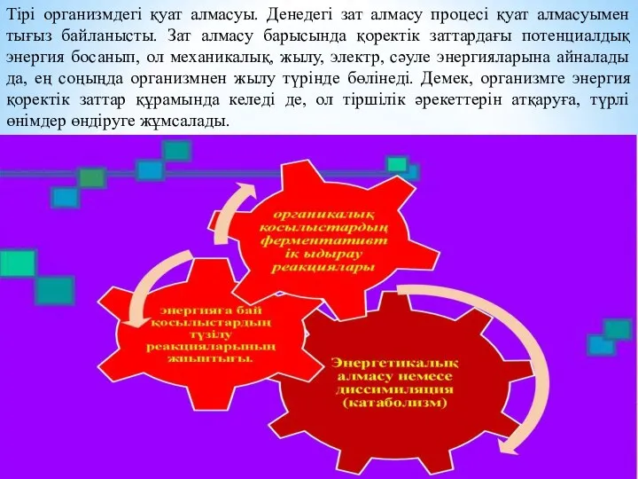 Тірі организмдегі қуат алмасуы. Денедегі зат алмасу процесі қуат алмасуымен тығыз байланысты.