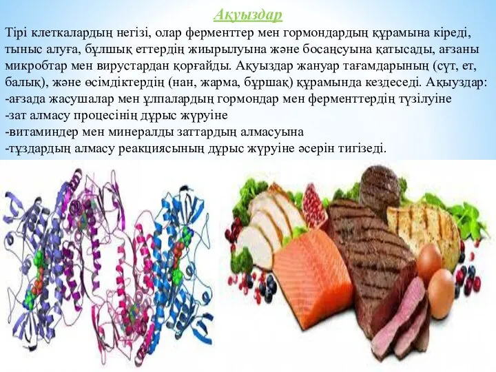 Ақуыздар Тірі клеткалардың негізі, олар ферменттер мен гормондардың құрамына кіреді, тыныс алуға,