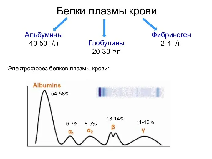 Белки плазмы крови Альбумины 40-50 г/л Глобулины 20-30 г/л Фибриноген 2-4 г/л