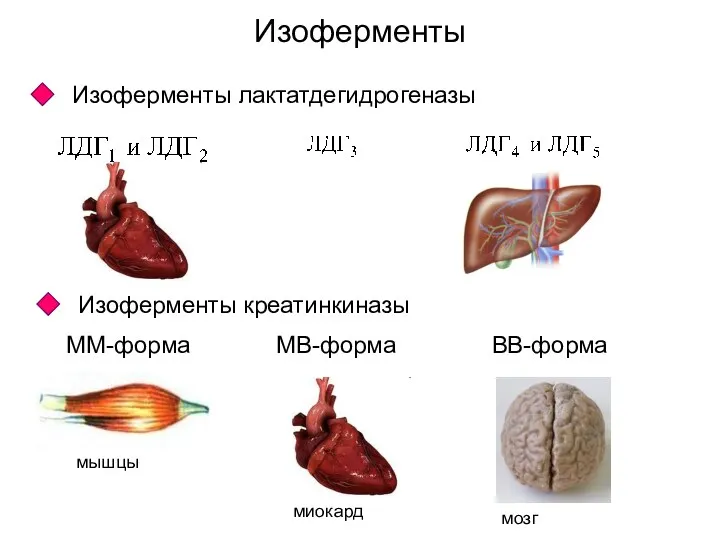 Изоферменты Изоферменты лактатдегидрогеназы Изоферменты креатинкиназы ММ-форма МВ-форма ВВ-форма мышцы миокард мозг