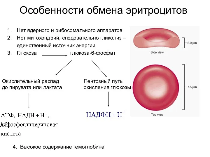 Особенности обмена эритроцитов Нет ядерного и рибосомального аппаратов Нет митохондрий, следовательно гликолиз