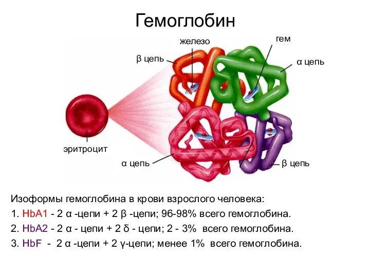 Гемоглобин Изоформы гемоглобина в крови взрослого человека: 1. НbА1 - 2 α