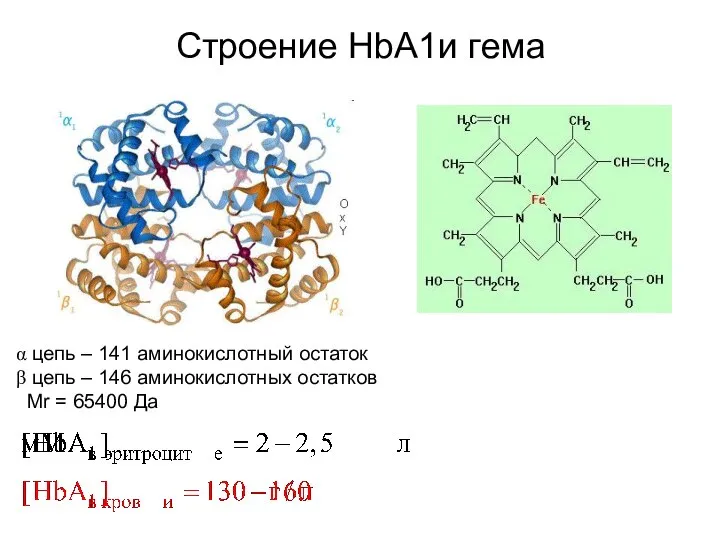 Строение HbA1и гема цепь – 141 аминокислотный остаток цепь – 146 аминокислотных