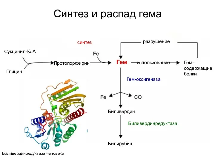 Синтез и распад гема Сукцинил-КоА Глицин Протопорфирин Гем Биливердин Билирубин Гем-содержащие белки