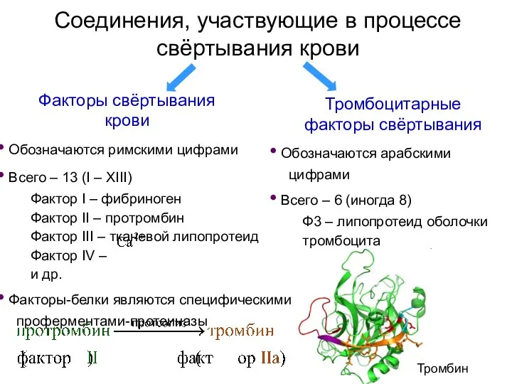 Соединения, участвующие в процессе свёртывания крови Факторы свёртывания крови Тромбоцитарные факторы свёртывания