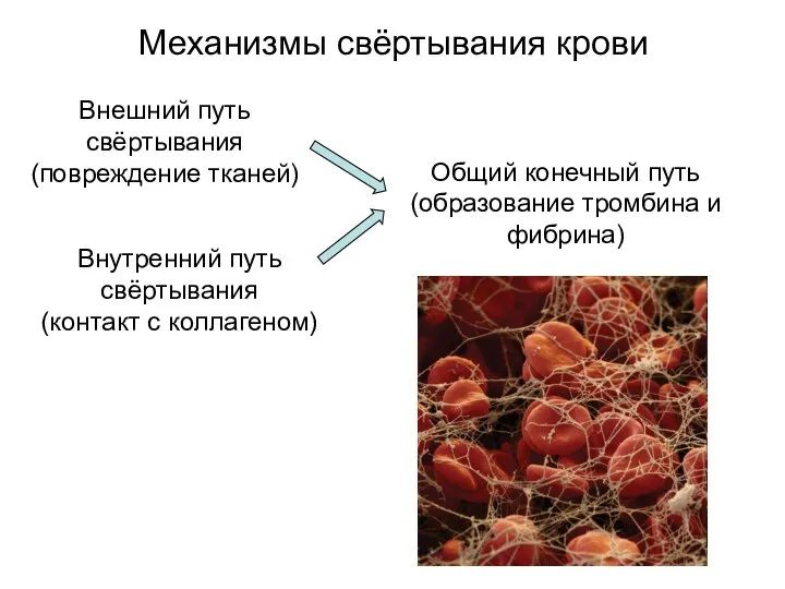 Механизмы свёртывания крови Внешний путь свёртывания (повреждение тканей) Внутренний путь свёртывания (контакт