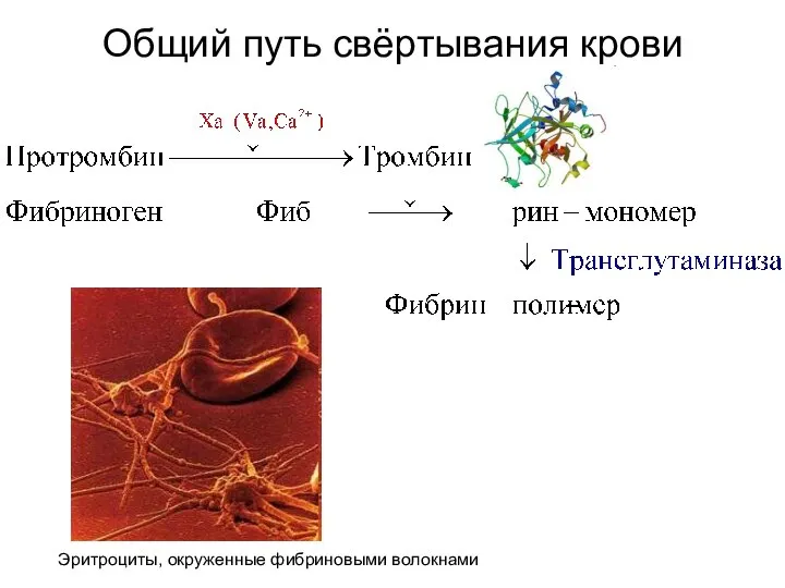Общий путь свёртывания крови Эритроциты, окруженные фибриновыми волокнами