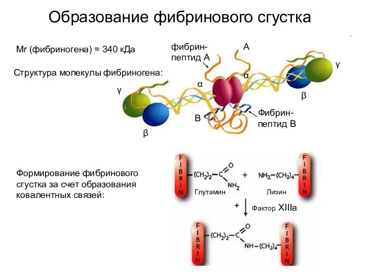 Образование фибринового сгустка α α β β γ γ Структура молекулы фибриногена: