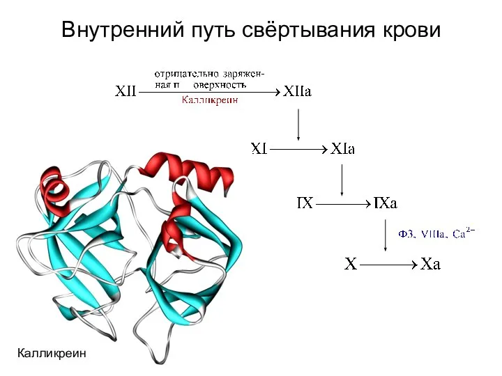 Внутренний путь свёртывания крови Калликреин