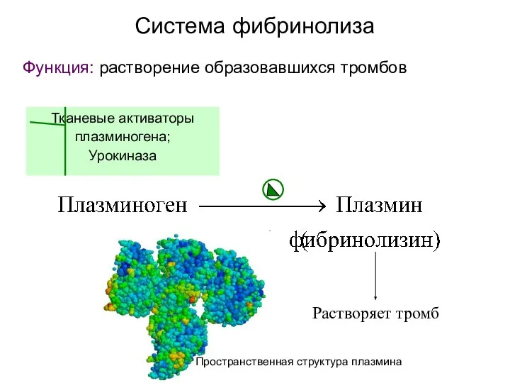 Система фибринолиза Функция: растворение образовавшихся тромбов Растворяет тромб Тканевые активаторы плазминогена; Урокиназа Пространственная структура плазмина