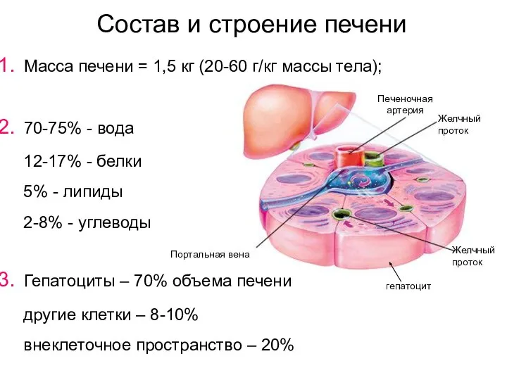 Состав и строение печени Масса печени = 1,5 кг (20-60 г/кг массы