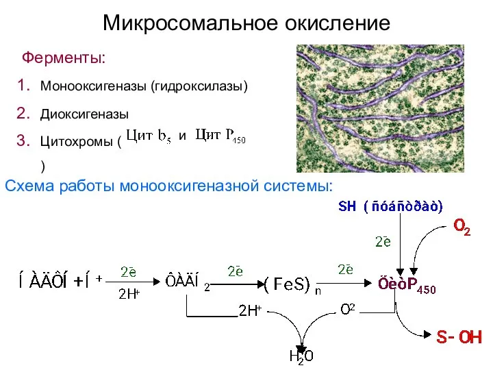 Микросомальное окисление Схема работы монооксигеназной системы: