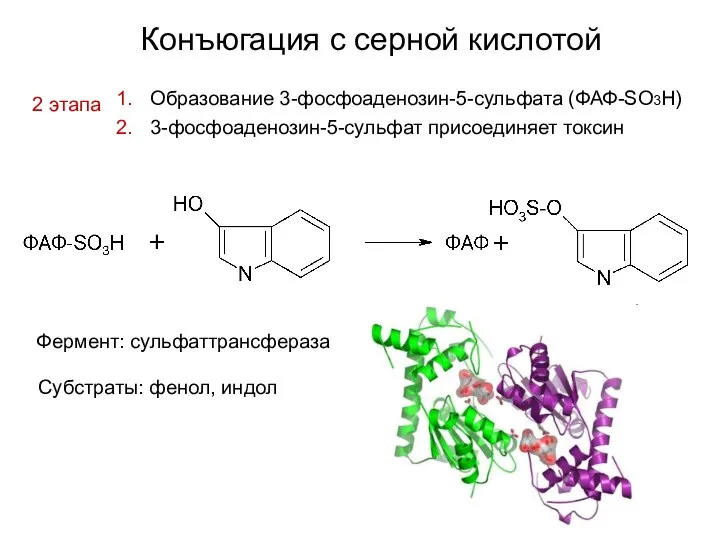 Конъюгация с серной кислотой 2 этапа Образование 3-фосфоаденозин-5-сульфата (ФАФ-SO3H) 3-фосфоаденозин-5-сульфат присоединяет токсин