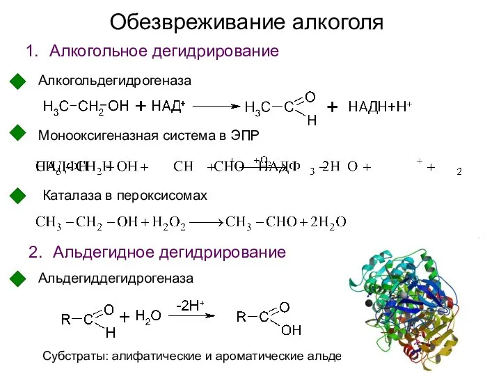 Обезвреживание алкоголя Алкогольное дегидрирование Алкогольдегидрогеназа Альдегидное дегидрирование Альдегиддегидрогеназа Субстраты: алифатические и ароматические