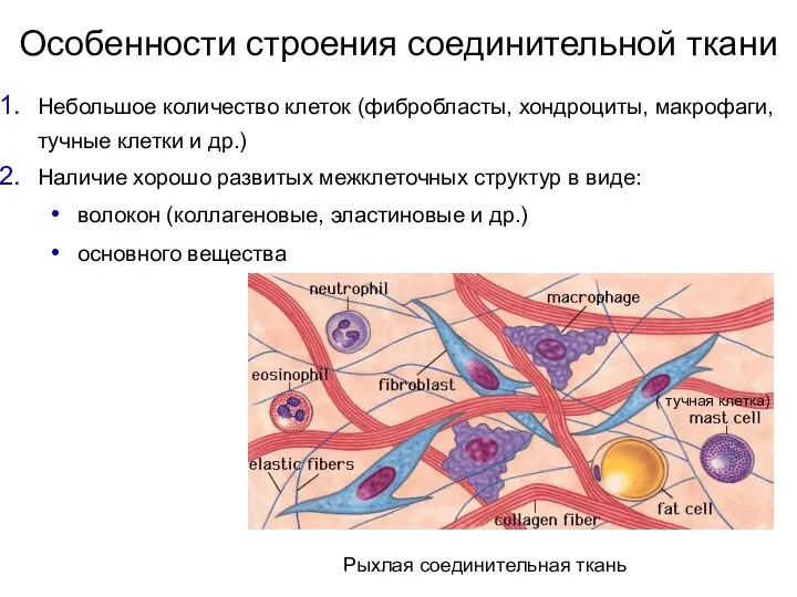 Особенности строения соединительной ткани Рыхлая соединительная ткань Небольшое количество клеток (фибробласты, хондроциты,