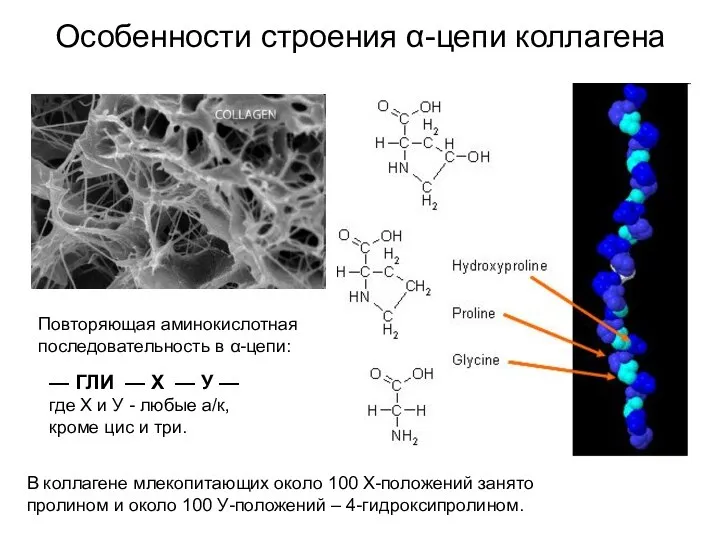 Особенности строения α-цепи коллагена — ГЛИ — Х — У — где