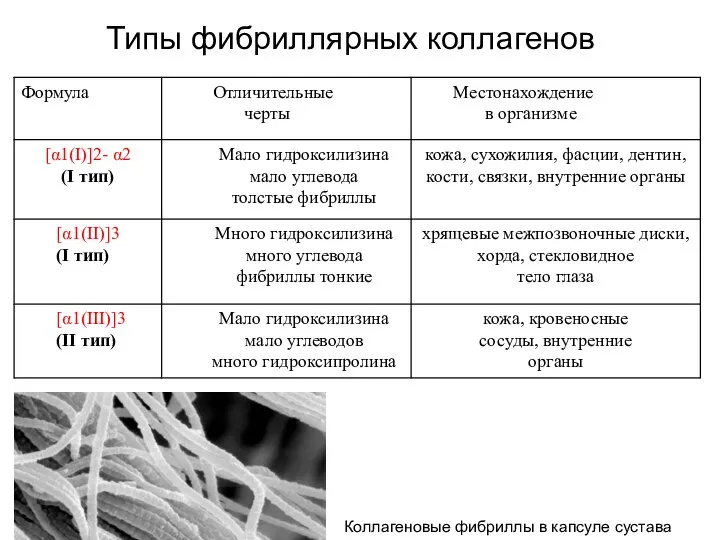 Типы фибриллярных коллагенов Коллагеновые фибриллы в капсуле сустава