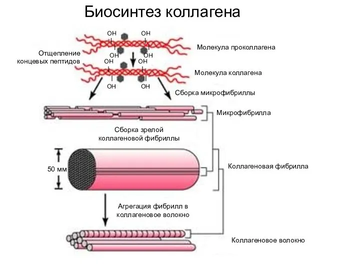 Биосинтез коллагена Молекула проколлагена Молекула коллагена Отщепление концевых пептидов Сборка микрофибриллы Микрофибрилла