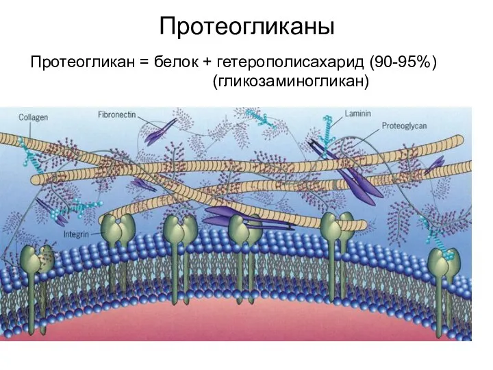 Протеогликаны Протеогликан = белок + гетерополисахарид (90-95%) (гликозаминогликан)