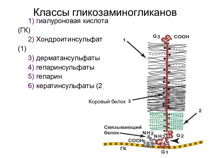 Классы гликозаминогликанов 1) гиалуроновая кислота (ГК) 2) Хондроитинсульфаты (1) 3) дерматансульфаты 4)