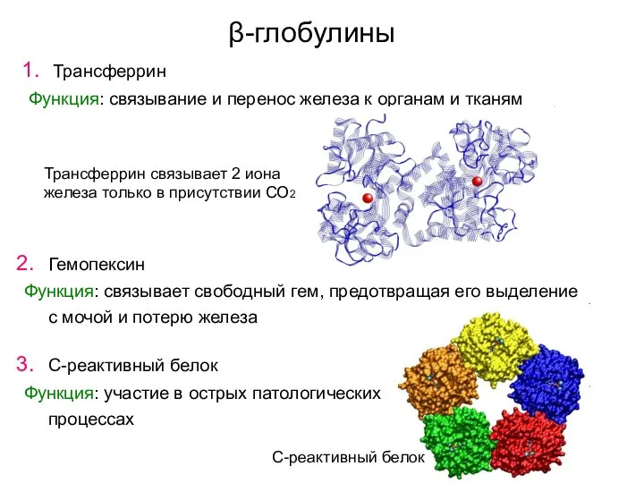 β-глобулины Трансферрин Функция: связывание и перенос железа к органам и тканям Трансферрин