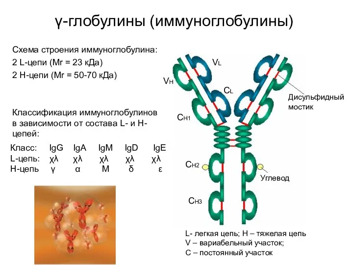 γ-глобулины (иммуноглобулины) Дисульфидный мостик Углевод VL CL VH CH1 CH2 CH3 L-