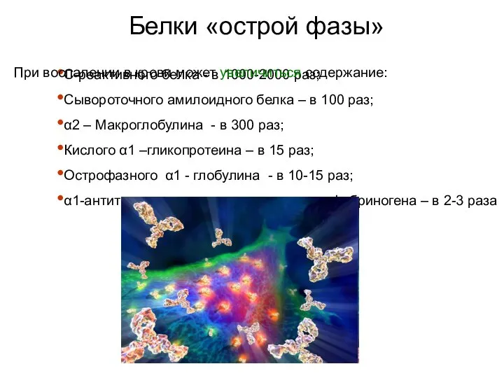 Белки «острой фазы» С-реактивного белка - в 1000-2000 раз; Сывороточного амилоидного белка