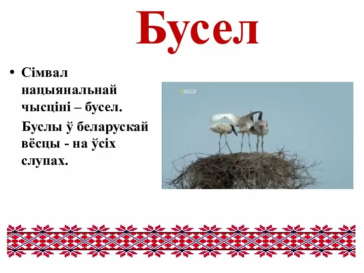 Бусел Сімвал нацыянальнай чысціні – бусел. Буслы ў беларускай вёсцы - на ўсіх слупах.