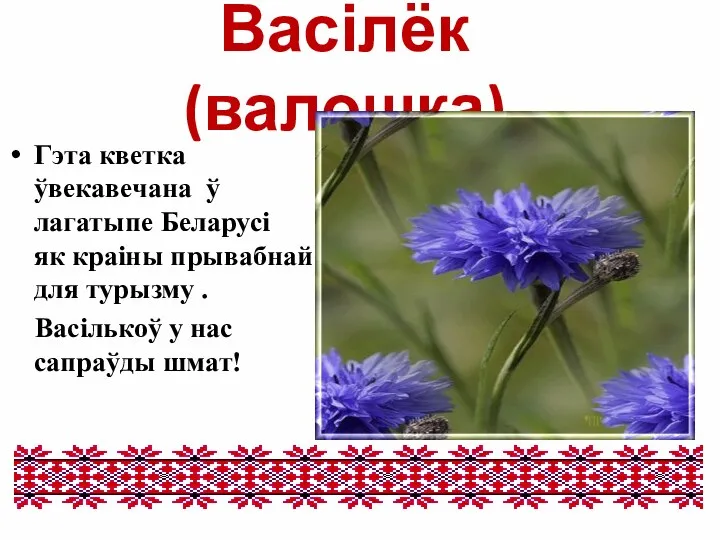 Васілёк (валошка) Гэта кветка ўвекавечана ў лагатыпе Беларусі як краіны прывабнай для