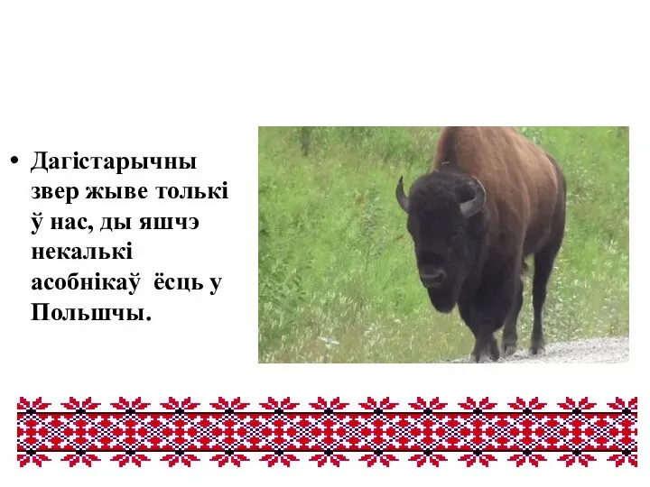 Дагістарычны звер жыве толькі ў нас, ды яшчэ некалькі асобнікаў ёсць у Польшчы.