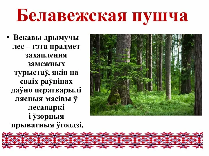 Белавежская пушча Векавы дрымучы лес – гэта прадмет захаплення замежных турыстаў, якія