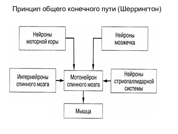 Принцип общего конечного пути (Шеррингтон)