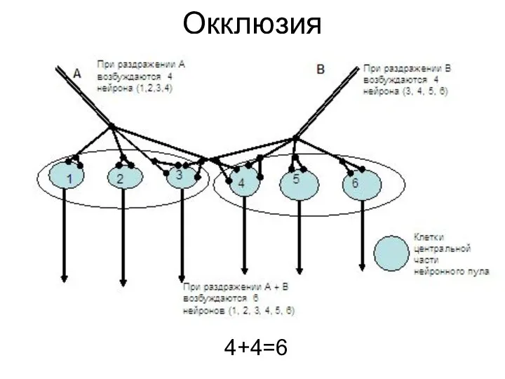 Окклюзия 4+4=6