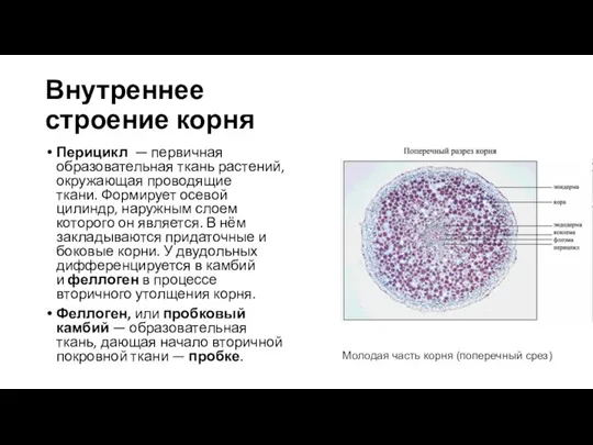 Внутреннее строение корня Перицикл — первичная образовательная ткань растений, окружающая проводящие ткани.