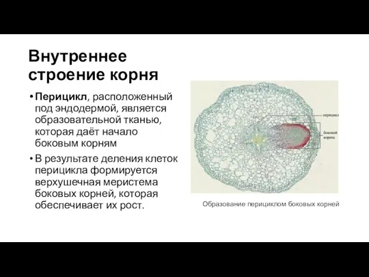 Внутреннее строение корня Перицикл, расположенный под эндодермой, является образовательной тканью, которая даёт