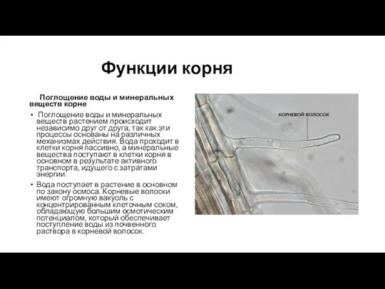 Функции корня Поглощение воды и минеральных веществ корне Поглощение воды и минеральных