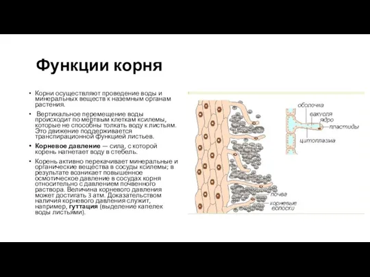 Функции корня Корни осуществляют проведение воды и минеральных веществ к наземным органам