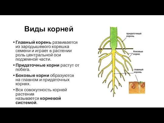 Виды корней Главный корень развивается из зародышевого корешка семени и играет в