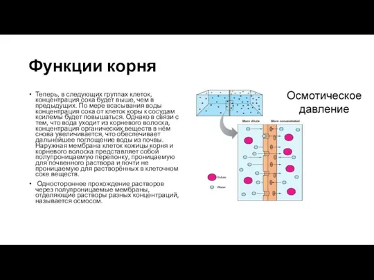 Функции корня Теперь, в следующих группах клеток, концентрация сока будет выше, чем