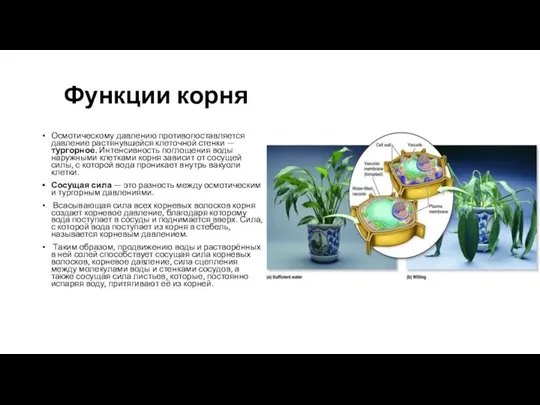 Функции корня Осмотическому давлению противопоставляется давление растянувшейся клеточной стенки —тургорное. Интенсивность поглощения