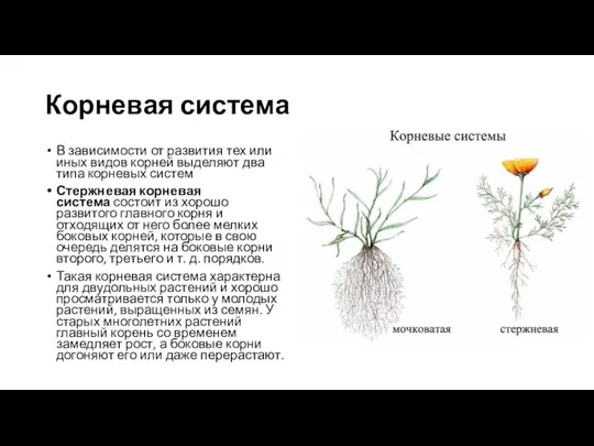 Корневая система В зависимости от развития тех или иных видов корней выделяют