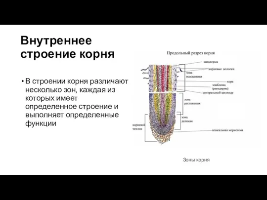 Внутреннее строение корня В строении корня различают несколько зон, каждая из которых