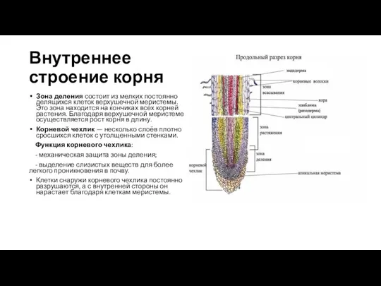 Внутреннее строение корня Зона деления состоит из мелких постоянно делящихся клеток верхушечной