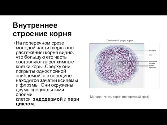 Внутреннее строение корня На поперечном срезе молодой части (верх зоны растяжения) корня